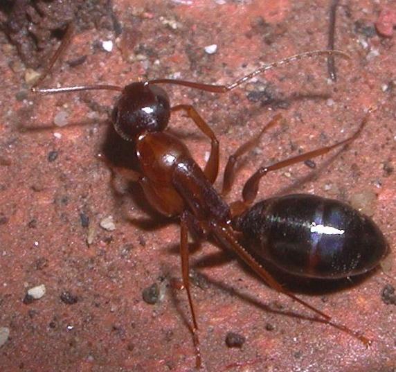 Camponotus.. nylanderi o pilicornis siculus?